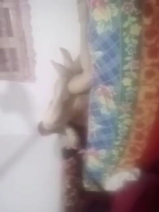 vidara.to