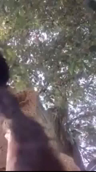 vidara.to
